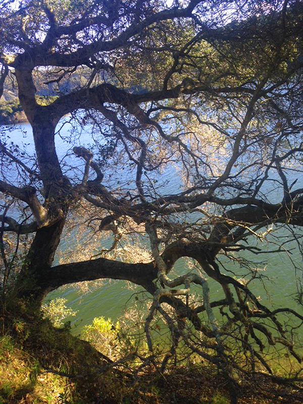 Feb.19.Lake.Chabot