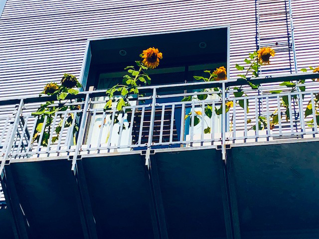 SF.Sunflowers