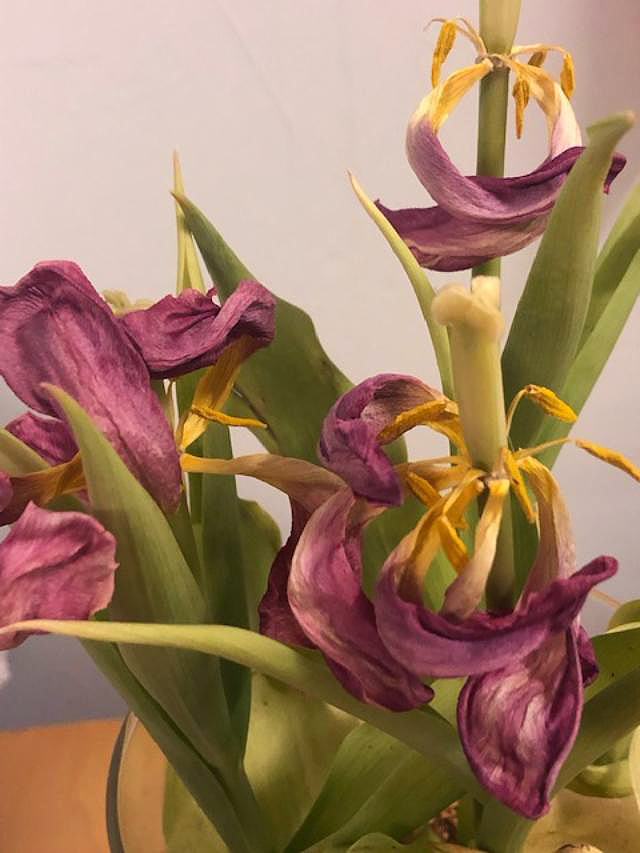 Dying.Tulips