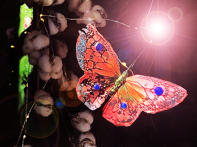 Orange.Butterfly