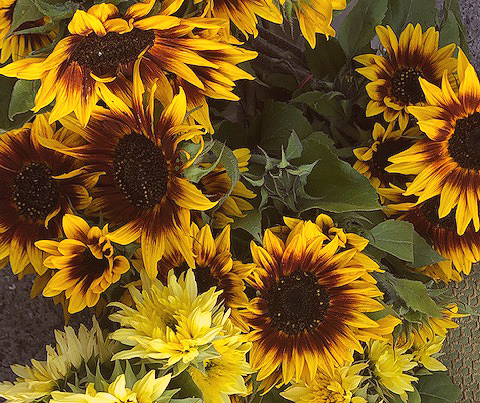 Sunflowers.crop.jpg